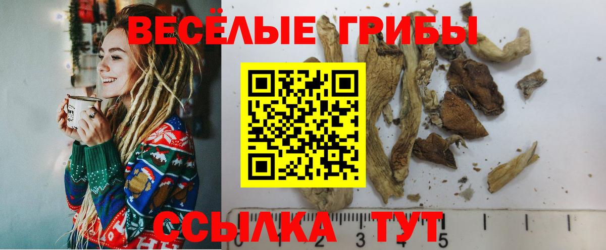 Псилоцибиновые грибы Psilocybe Нерюнгри